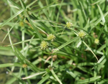 nutsedge 5jpg